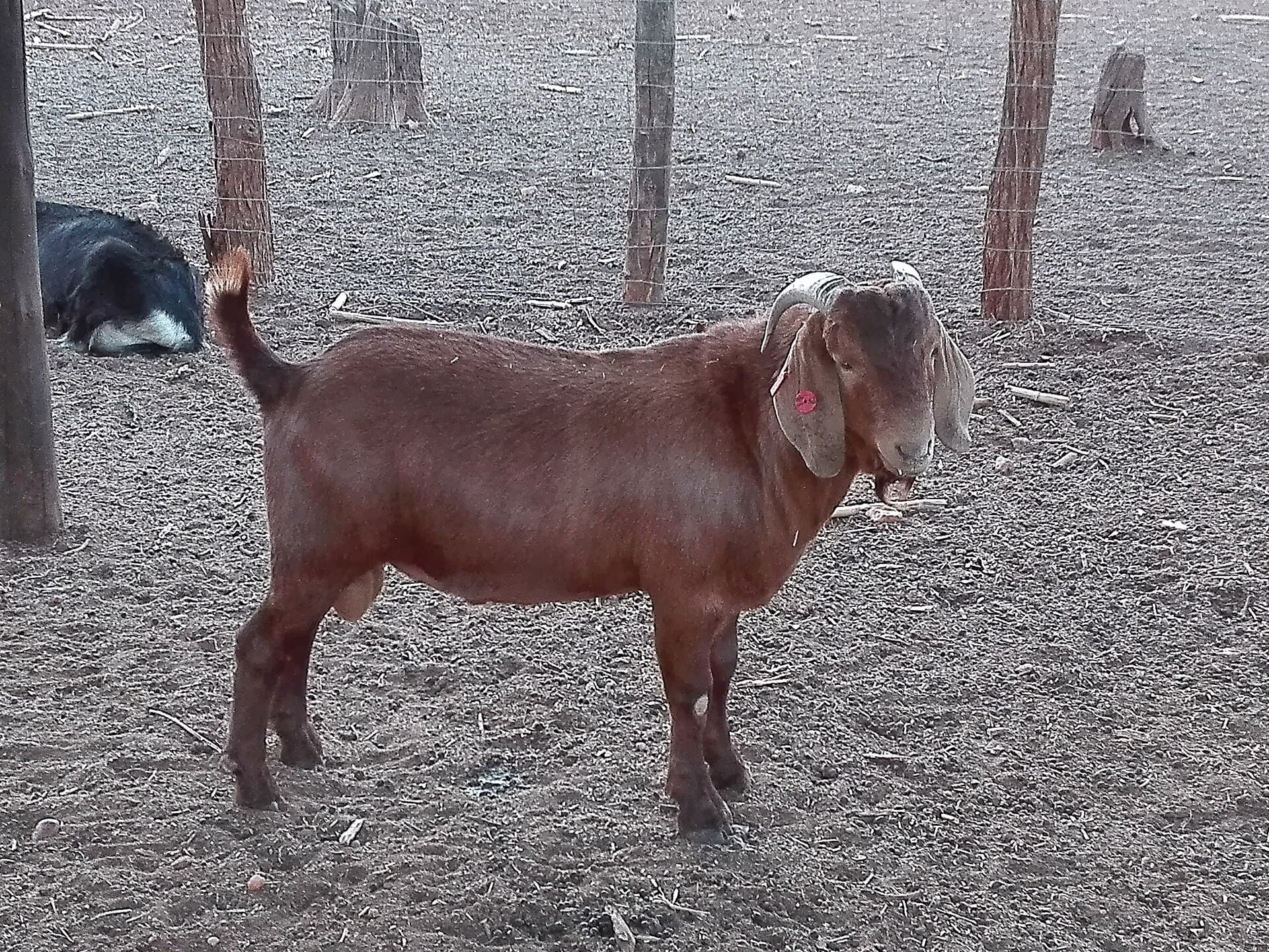 Vendo 10 cabras SRD gordas, prontas pro abate