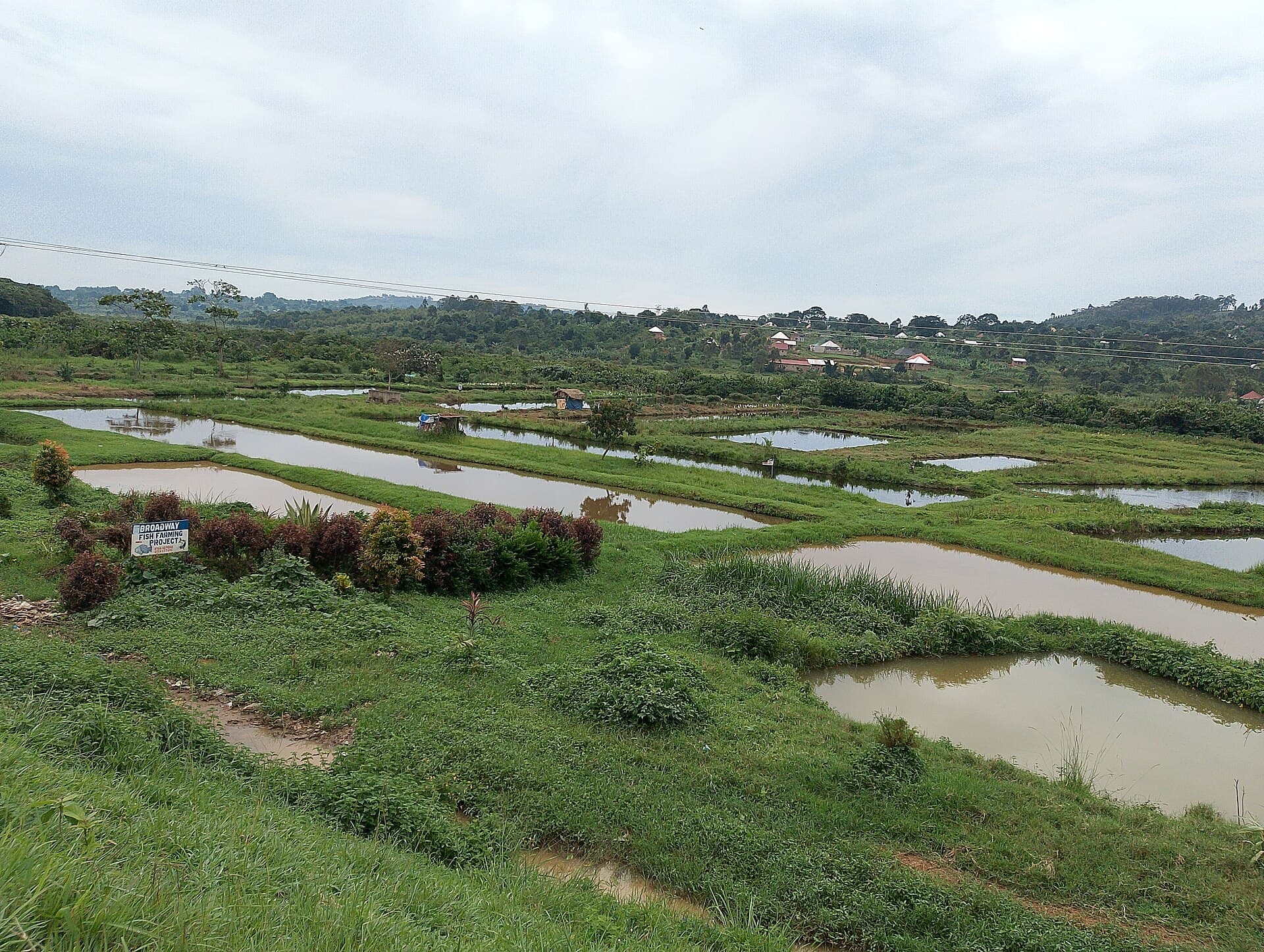 Camarão vannamei congelado, descabeçado, direto da fazenda
