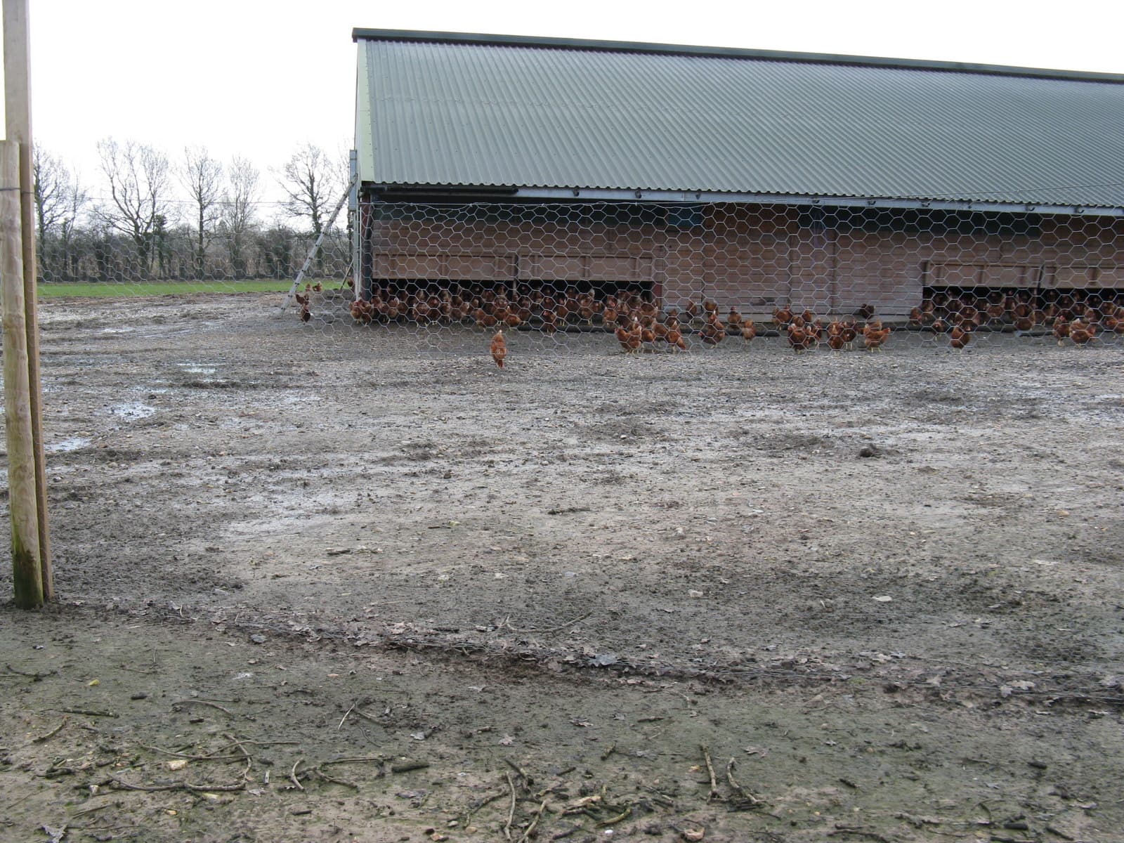 Lote de frangos de corte Cobb 500, granja tecnificada