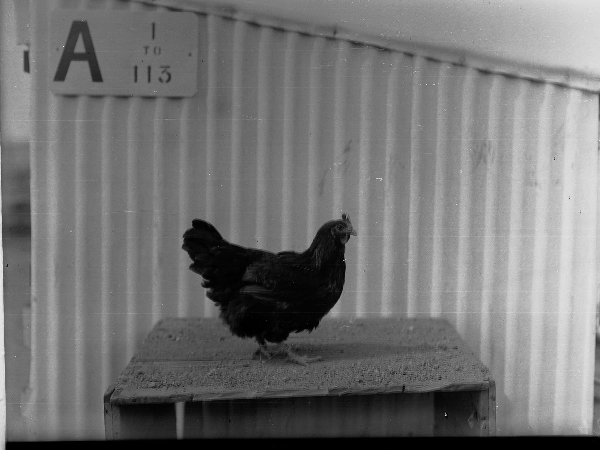 Galinhas Rhode Island Red, ótimas poedeiras