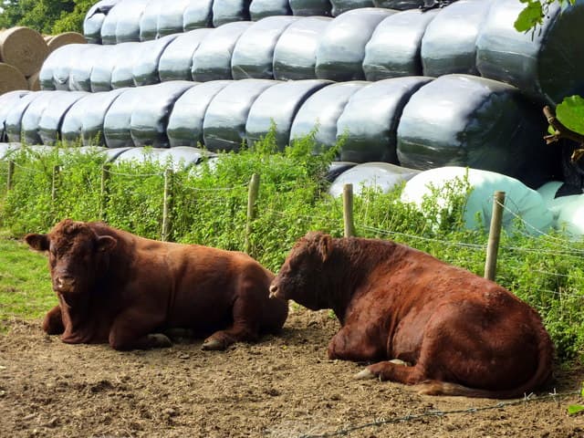 Vacas mestiças de descarte, prontas pro abate ou recria