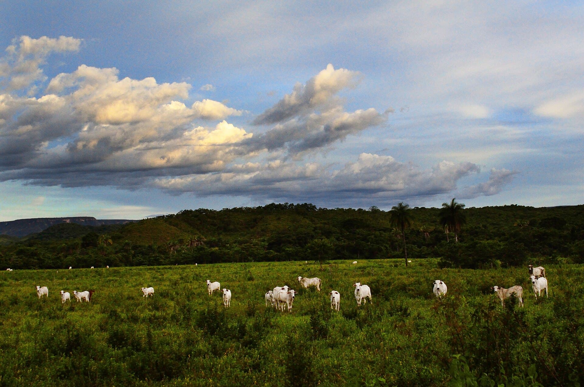 Vacas mestiças leiteiras, produção pequena mas constante