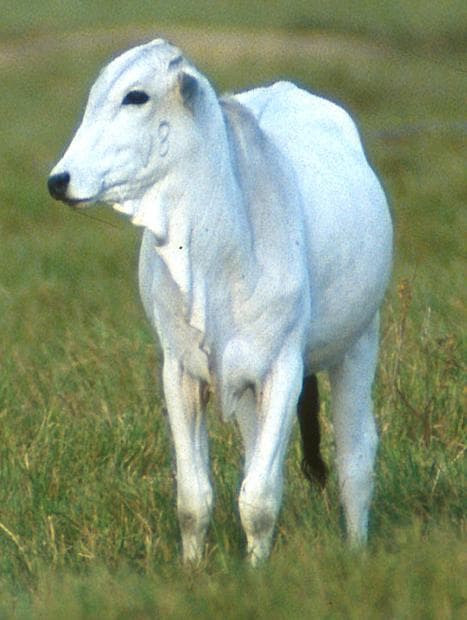 Vacas mestiças SRD, boas leiteiras, criação familiar