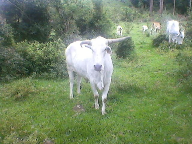 Lote de 22 bois Nelore, 17 a 19 arrobas, pronto pro abate