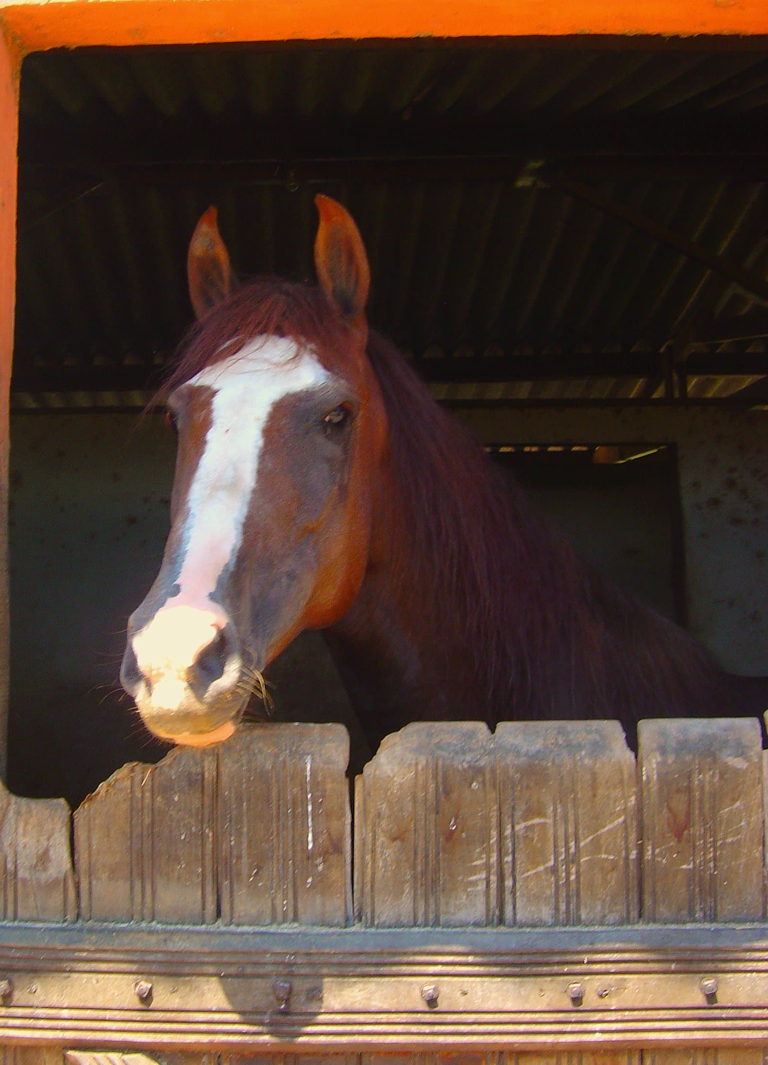 Cavalo Mangalarga pra passeio em fazenda