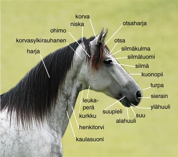 Mangalarga Marchador, marcha picada suave, cavalo de passeio