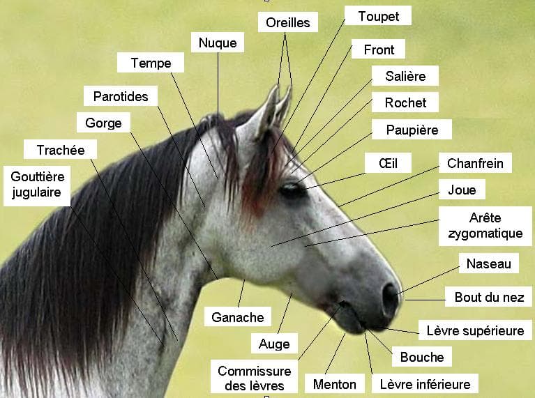 Cavalo Quarto de Milha, formado em rédeas