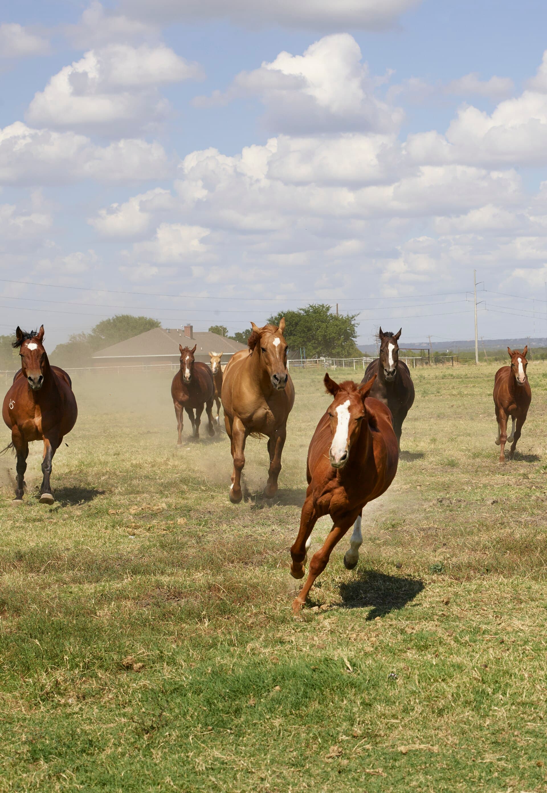 Cavalo Quarto de Milha mansinho pra passeio - Imagem 1