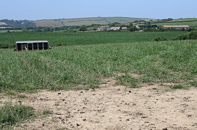 Ovinos SRD pra abate, preço de lote - Imagem 1
