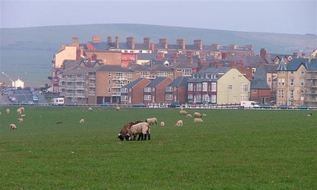 Matrizes Suffolk, lã grossa e ótima maternidade