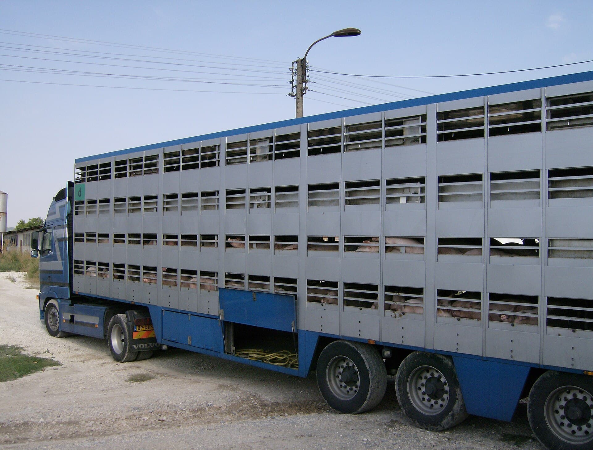 Transporte de caprinos e ovinos pra feira e abatedouro - Imagem 1