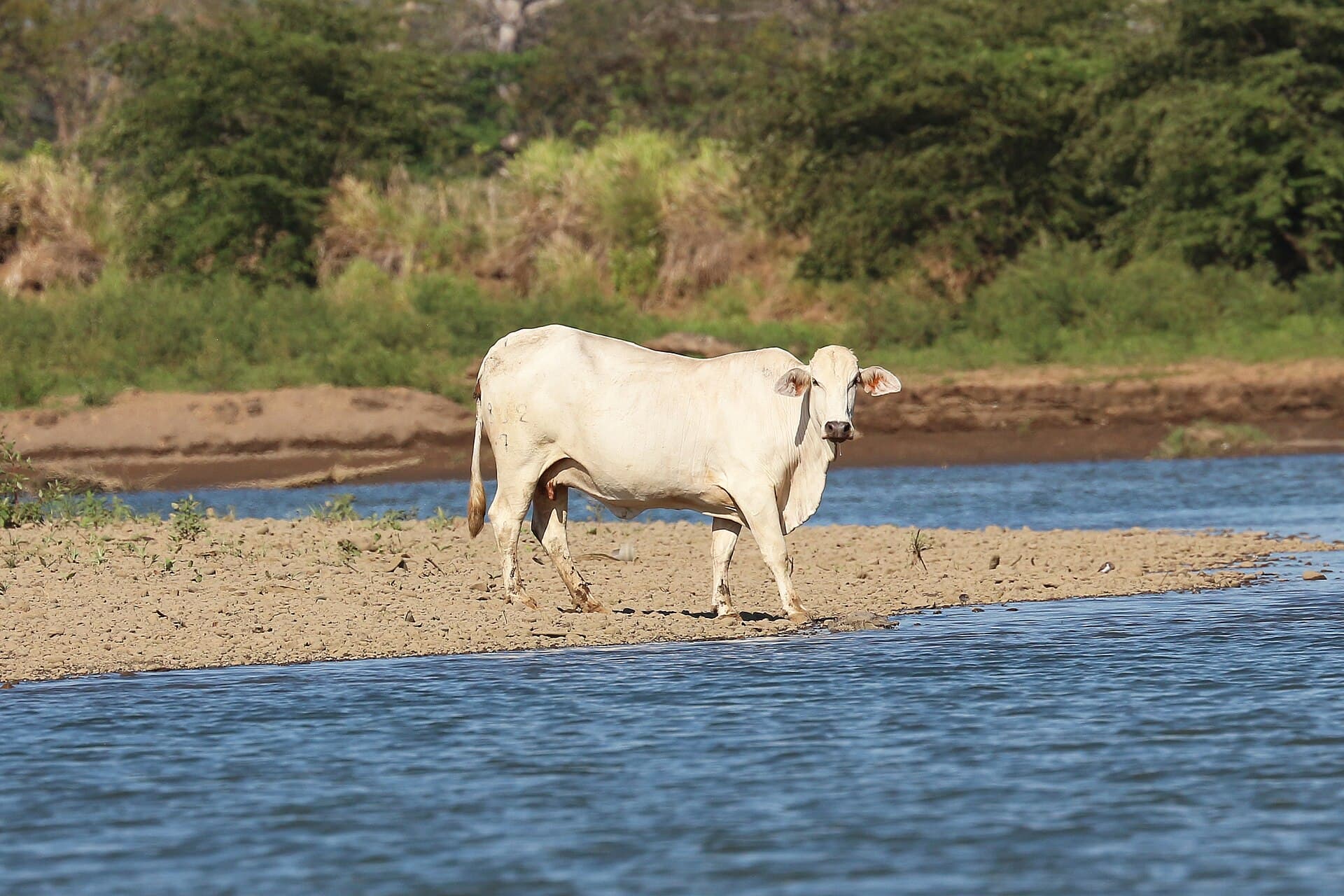 Touro Brahman vermelho, 5 anos, excelente reprodutor