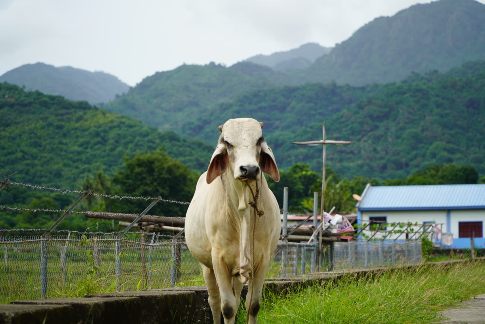 Bezerros Brahman desmamados, lote de 25 cabeças