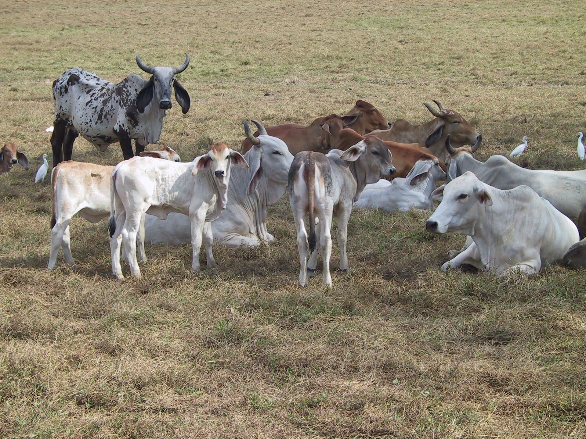 Bezerros Brahman mamando, ótima genética pra recria