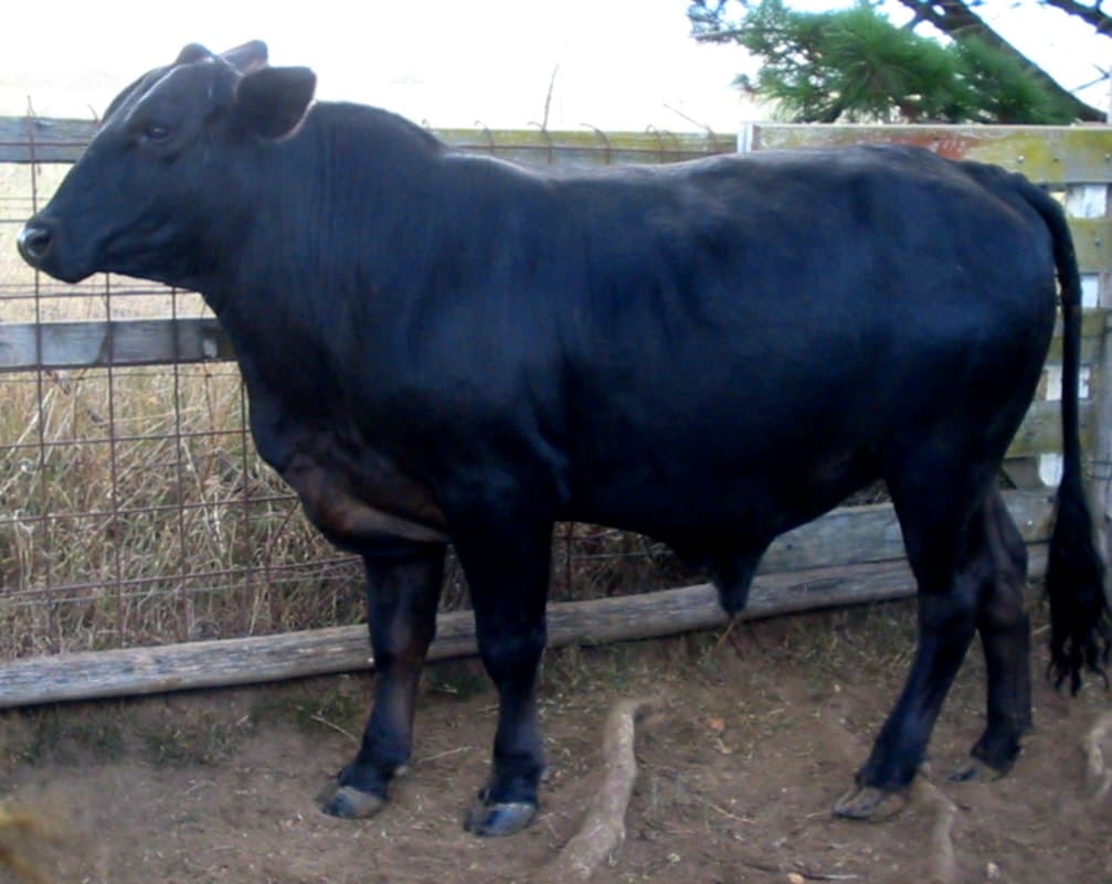 Lote de 35 novilhos Brangus, 14 arrobas, pronto pra engorda