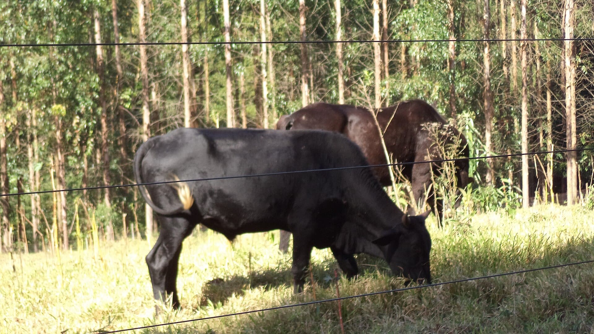 8 vacas Girolando em lactação, média 22 litros/dia