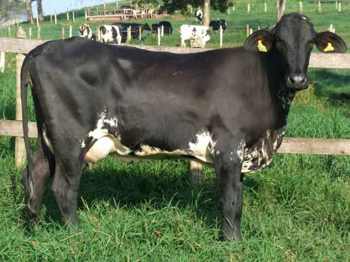 Lote de 12 vacas Girolando, boa produção e carcaça