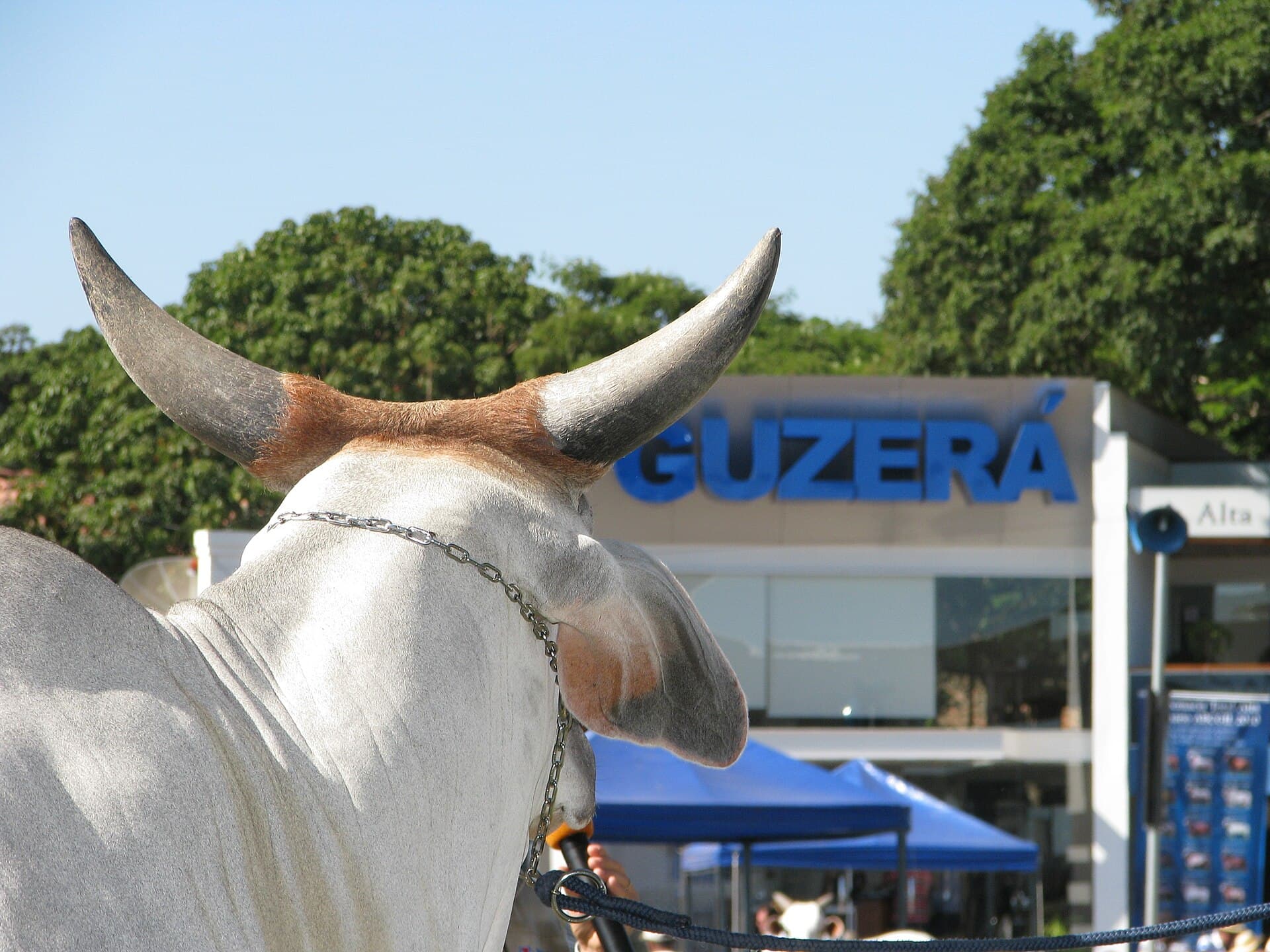 Touro Guzerá PO, linhagem premiada em exposições