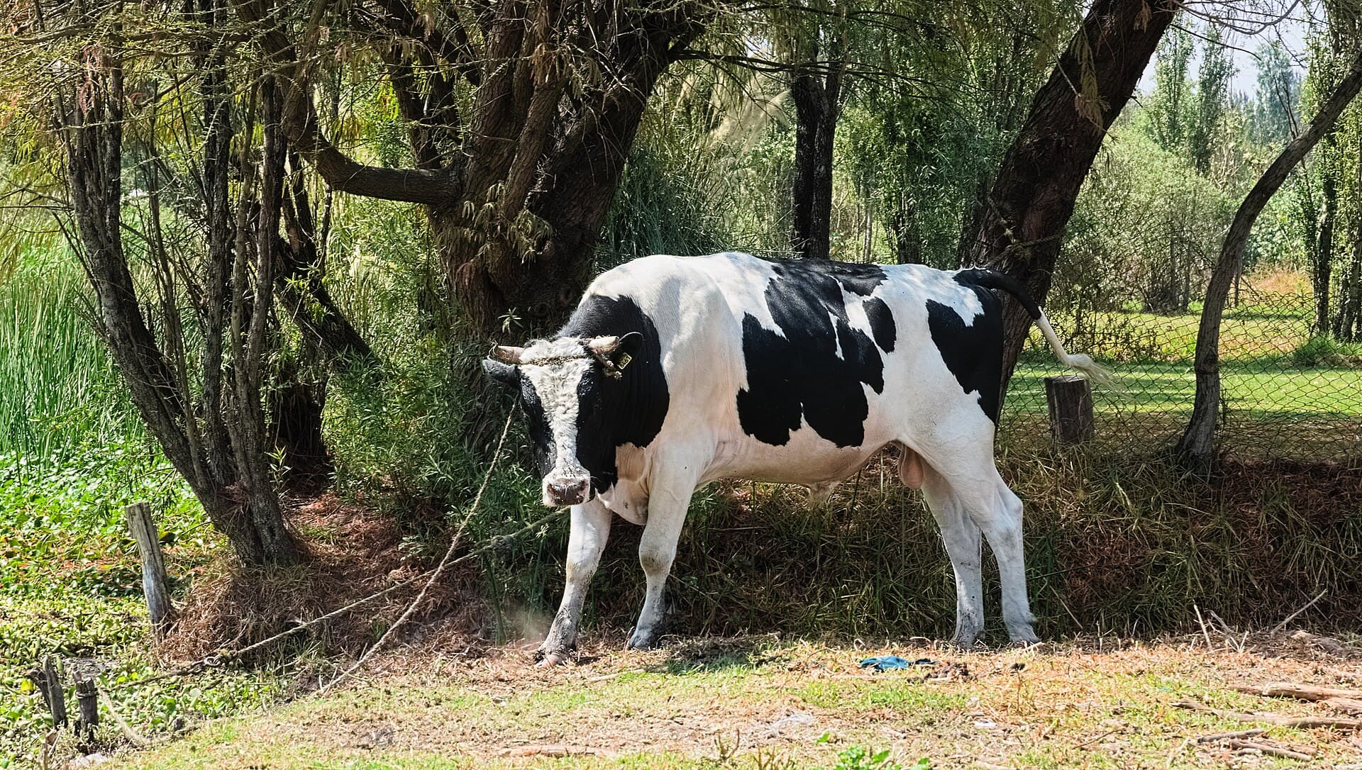 Lote de 12 vacas Holandesas PO, produção média 28L/dia