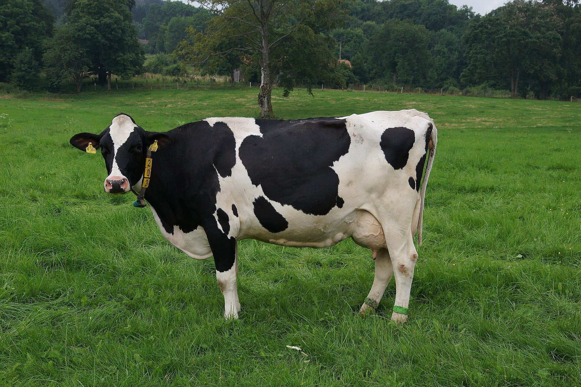 Lote de 12 vacas Holandesas PO, produção média 30 litros