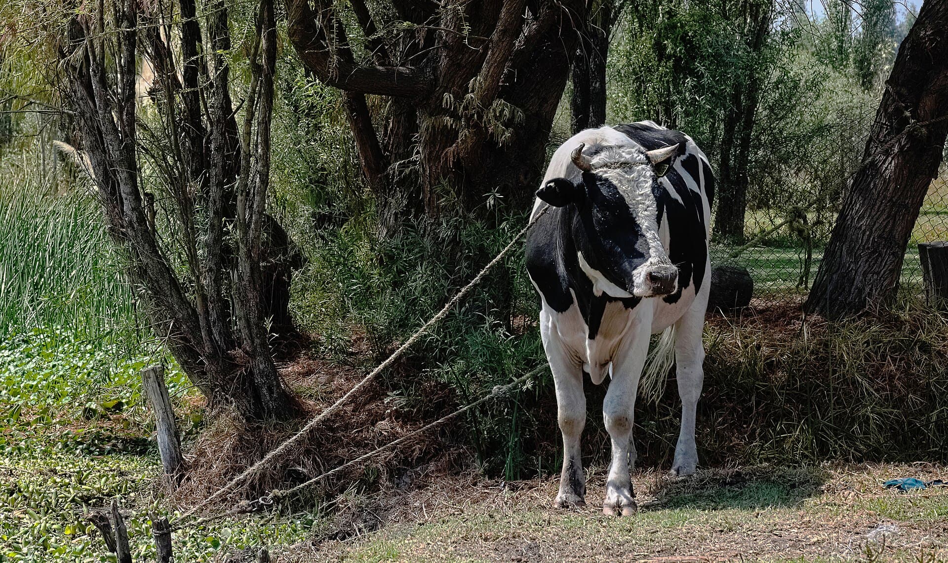 Lote de 8 novilhas Holandesas prenhas, entrega em 60 dias