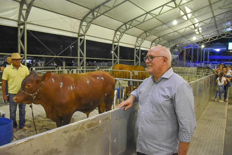 Matrizes Senepol, lote de 7, prenhas por IATF