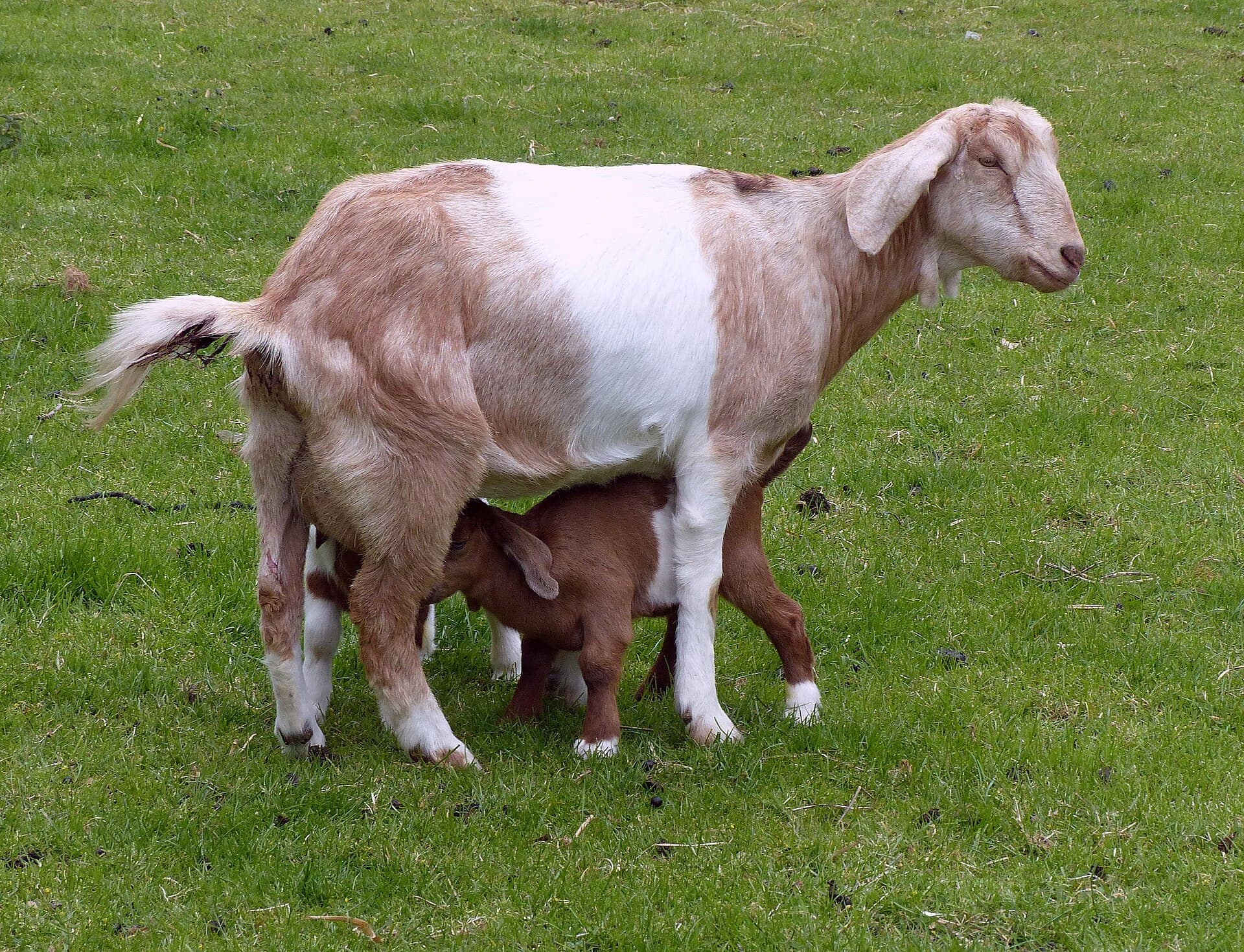 Cabras Anglo-Nubianas em lactação, ótima produção de leite