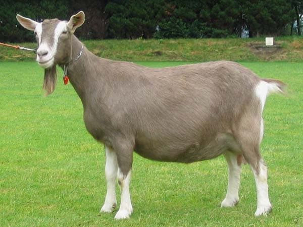 Cabra Toggenburg com cria ao pé, ótima produção