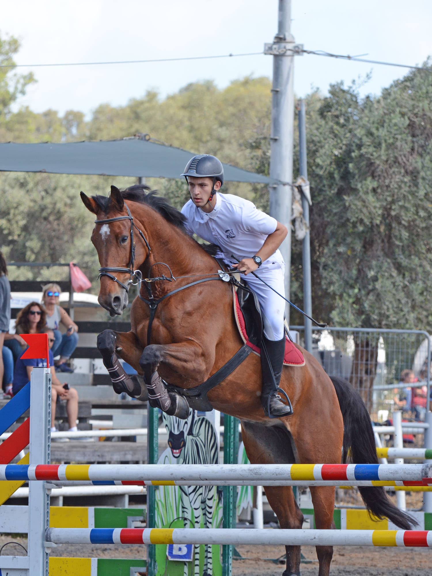 BH castanho, saltando 1,10m, pronto pra provas de hipismo