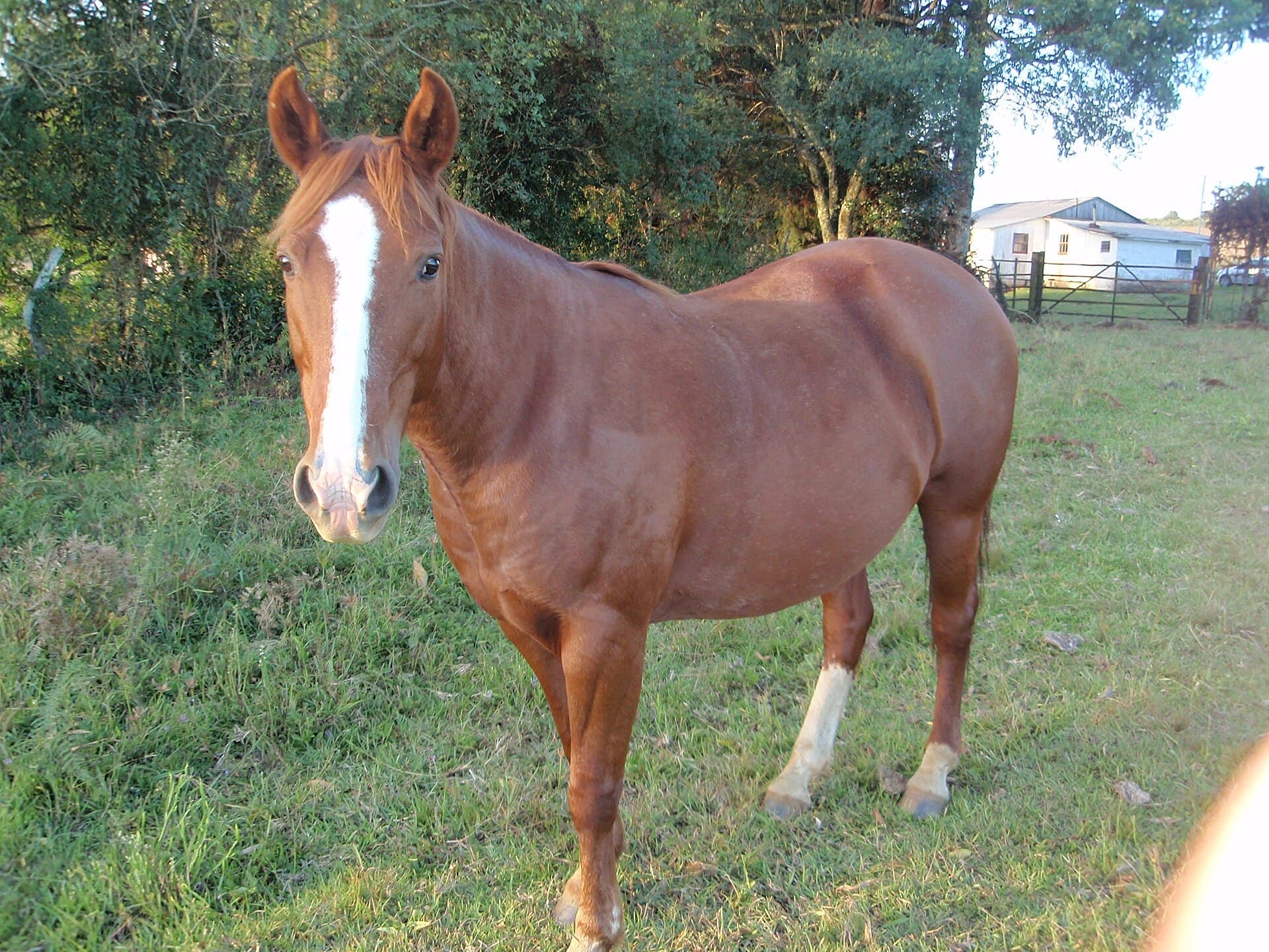 Cavalo Crioulo campeiro, bom de laço e rodeio