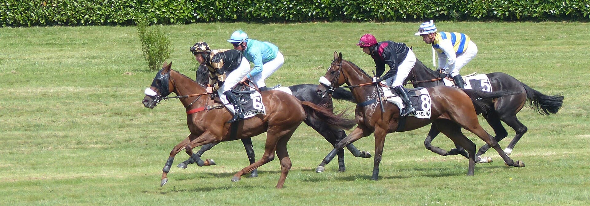 Cavalo PSI manso, já adaptado fora das pistas