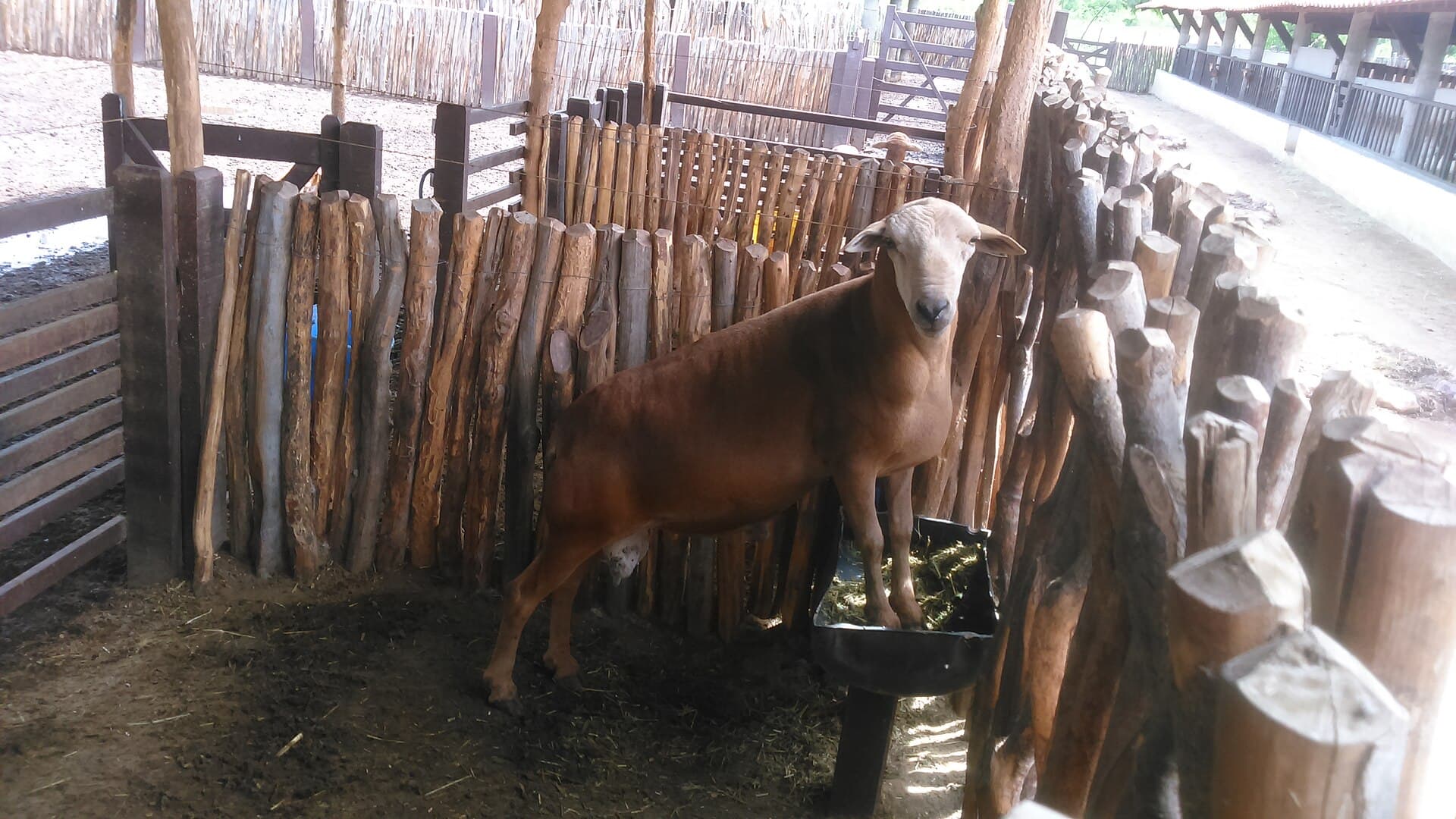 Carneiro Morada Nova, linhagem de exposição