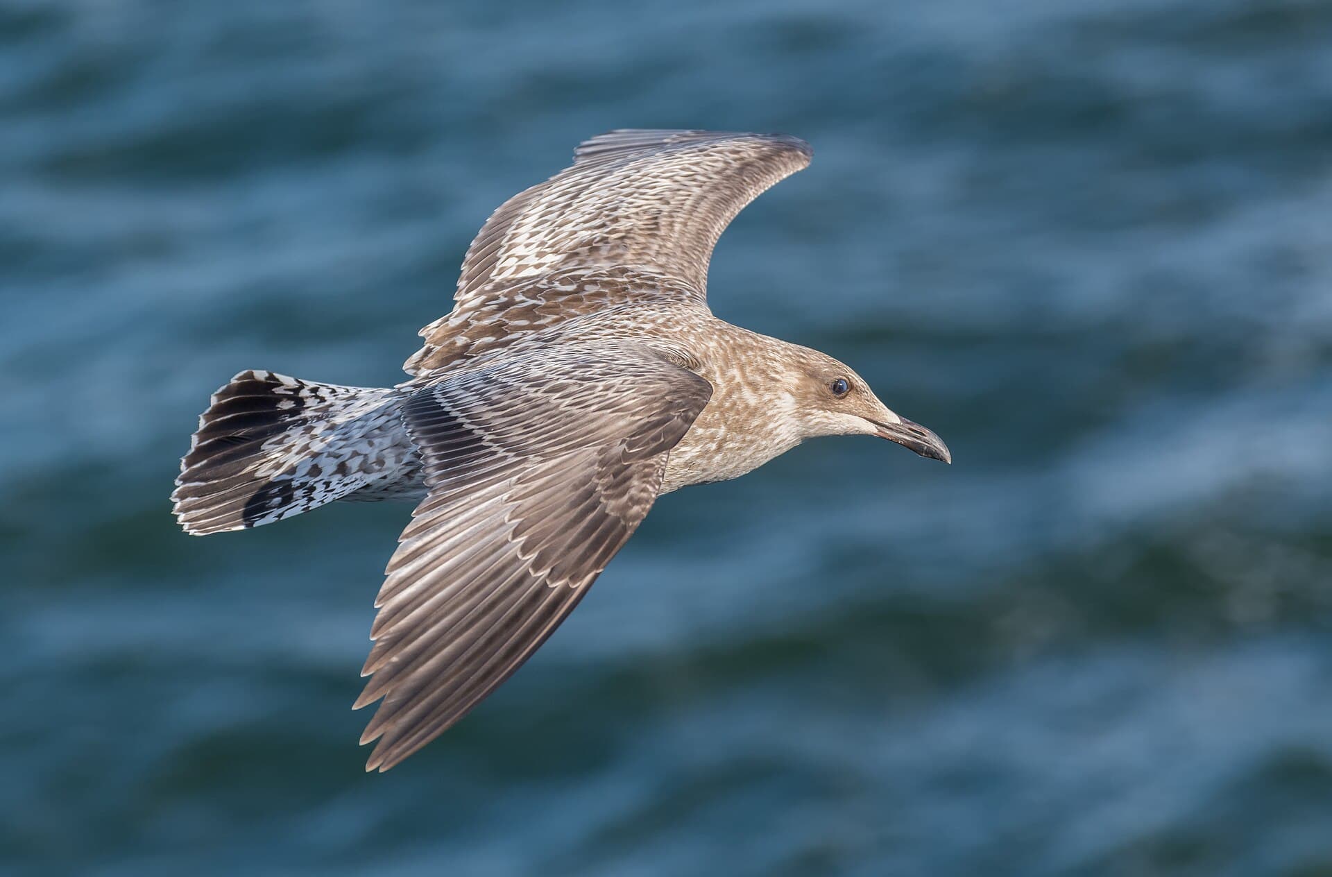 Ovinos Texel por cruza, foco em lã fina