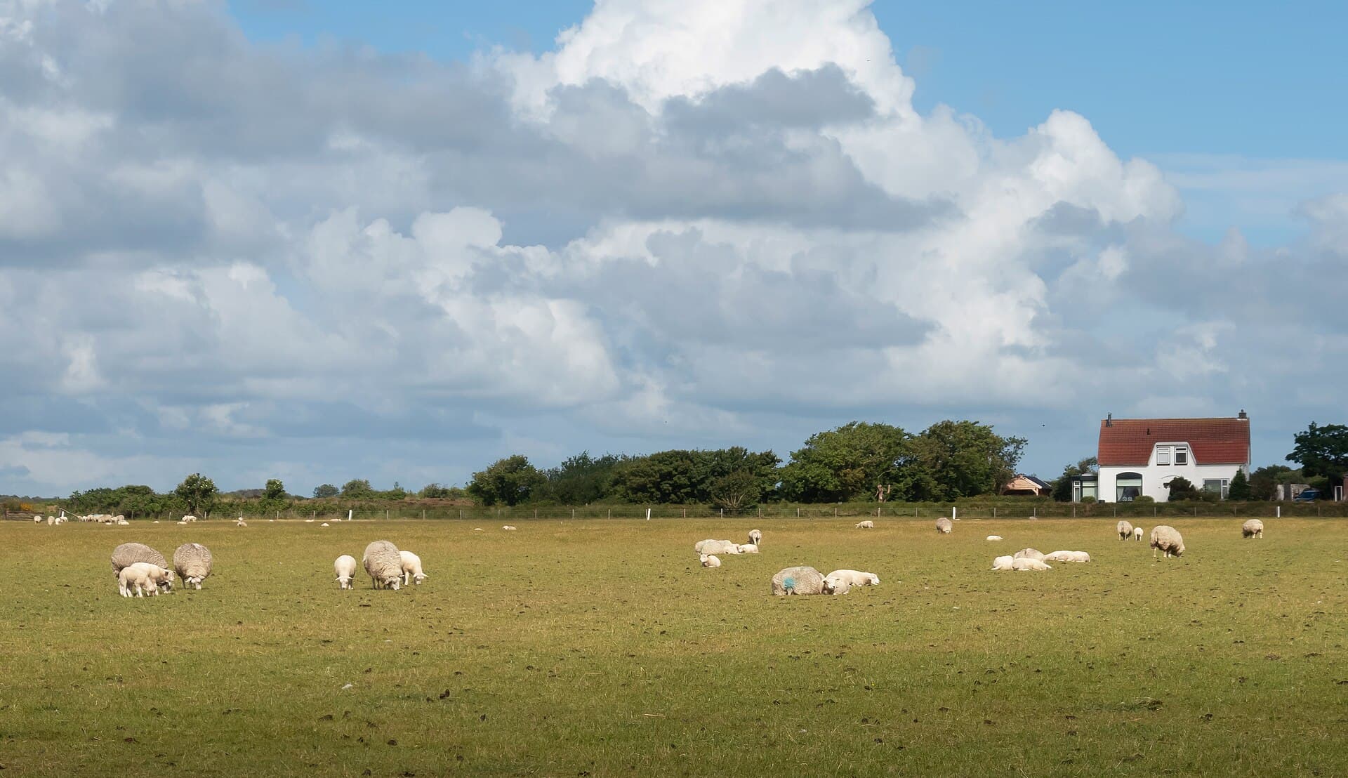 Texel, borregas pra formação de rebanho de lã