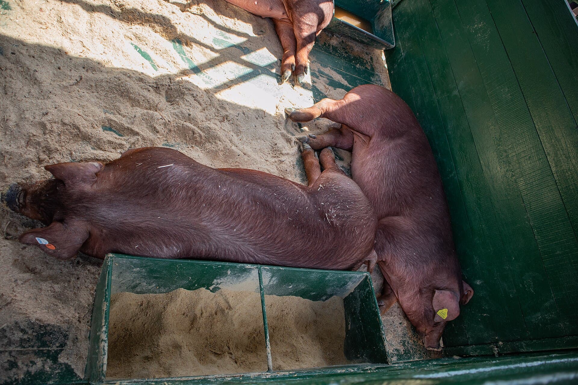 Cachaço Duroc importado, alto valor genético - Imagem 1