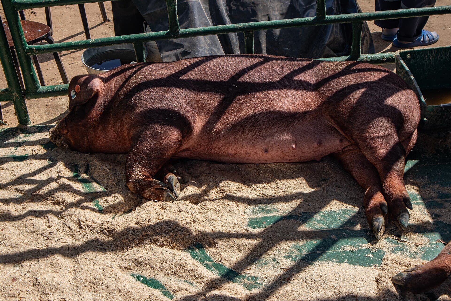 Leitões Duroc, 25 dias, ótima genética pra recria